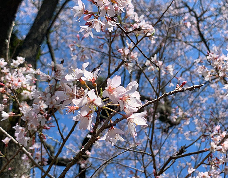 桜