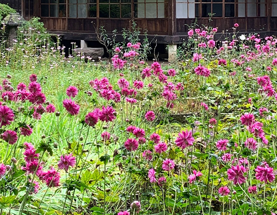 秋明菊