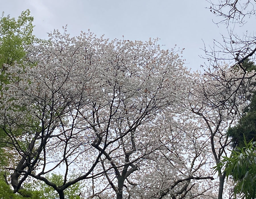 山桜